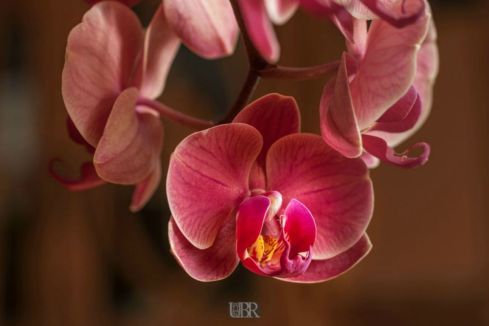 Orchidee blüht auf